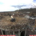 14_30-nest.jpg