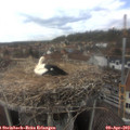 14_35-nest.jpg