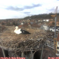 14_40-nest.jpg