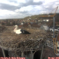 14_45-nest.jpg