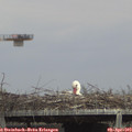 14_50-mast.jpg