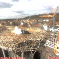14_50-nest.jpg
