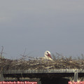 14_55-mast.jpg