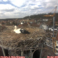 15_00-nest.jpg