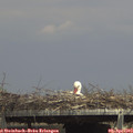 15_05-mast.jpg