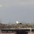 15_15-mast.jpg