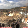 15_15-nest.jpg