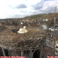 15_20-nest.jpg