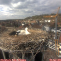 15_30-nest.jpg