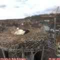 15_50-nest.jpg