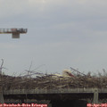 15_55-mast.jpg