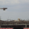16_00-mast.jpg