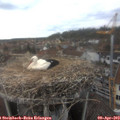 16_00-nest.jpg