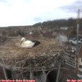 16_05-nest.jpg