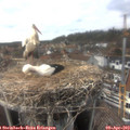 16_10-nest.jpg