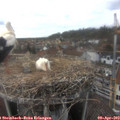 16_15-nest.jpg