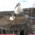 16_20-nest.jpg