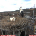 16_25-nest.jpg