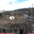 16_30-nest.jpg
