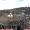 16_35-nest.jpg