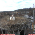 16_40-nest.jpg