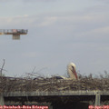 16_45-mast.jpg