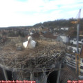 16_45-nest.jpg
