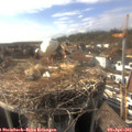 16_50-nest.jpg