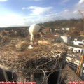 16_55-nest.jpg