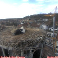 17_00-nest.jpg