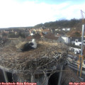 17_05-nest.jpg