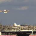 17_10-mast.jpg