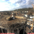 17_10-nest.jpg