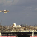 17_15-mast.jpg