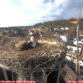 17_15-nest.jpg