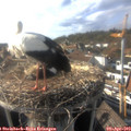 17_20-nest.jpg