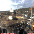 17_25-nest.jpg