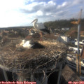 17_30-nest.jpg
