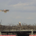 17_35-mast.jpg