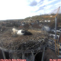 17_35-nest.jpg