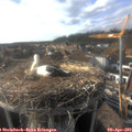 17_40-nest.jpg