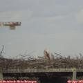 17_45-mast.jpg