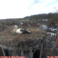 17_45-nest.jpg