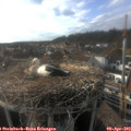 17_50-nest.jpg