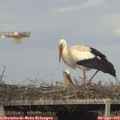 17_55-mast.jpg