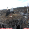 17_55-nest.jpg