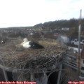 18_00-nest.jpg