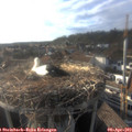 18_05-nest.jpg