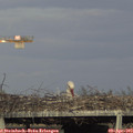 18_10-mast.jpg