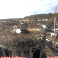 18_10-nest.jpg